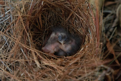 High angle view of animal in nest