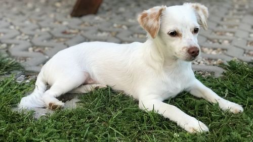 White puppy on a field