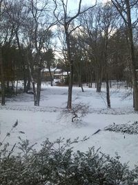 Bare trees on snow covered landscape