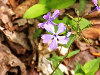 Close-up of purple flowers blooming outdoors