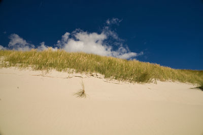 Plants growing on land against sky