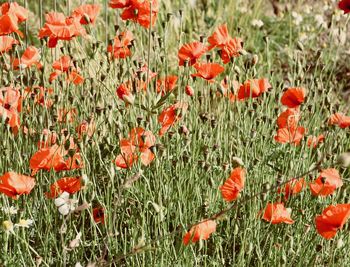 Close-up of red poppy flowers in field