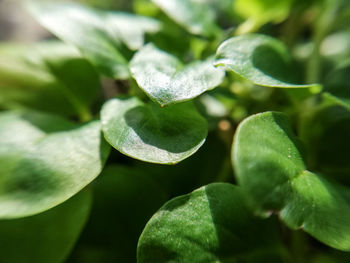 Close-up of green leaves