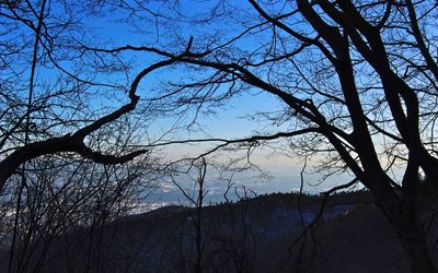 Low angle view of silhouette bare trees against sky