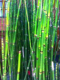 Full frame shot of bamboo plants