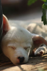 Close-up of puppy sleeping