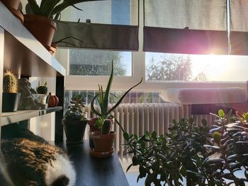 Potted plants on table at home