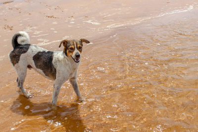 Dog having fun in river water beach sand