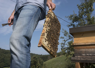 Beekeeper at work at the beehive, beekeeping and honey production