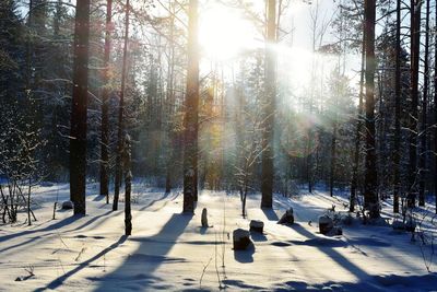 Trees on snow covered landscape