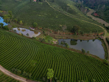 agriculture