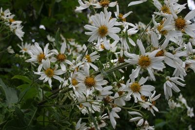 Close-up of white flowers blooming outdoors