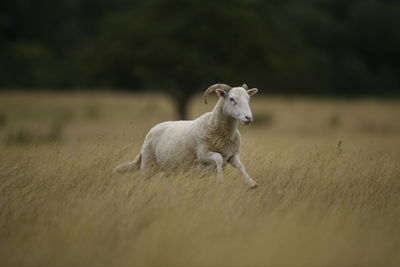 Portrait of an animal on field