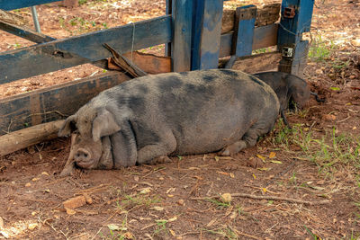 Close-up of pig