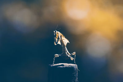 Close-up of insect