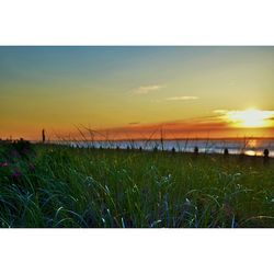 Scenic view of grassy field against sky