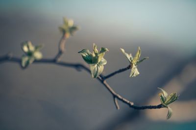 Close-up of flowering plant