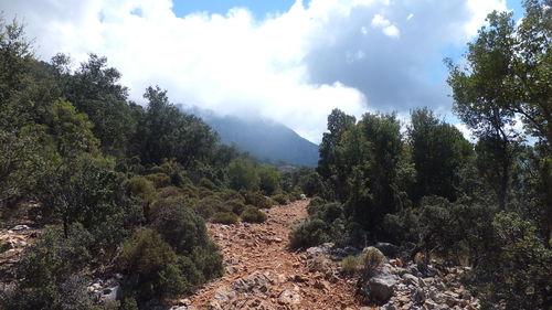 Panoramic view of trees and mountains against sky