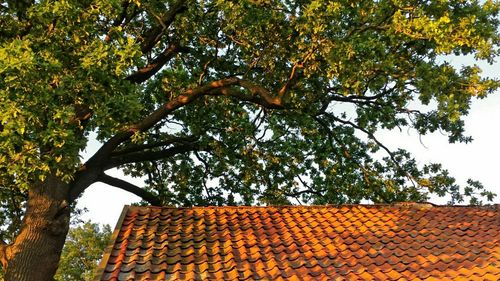 Low angle view of tree against sky