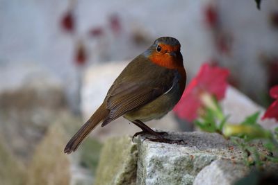 Close-up of bird perching on branch