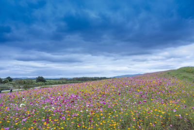 Flowers blooming on field against sky