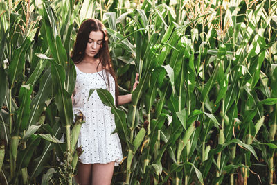 Young beautiful woman in white dress in corn field.