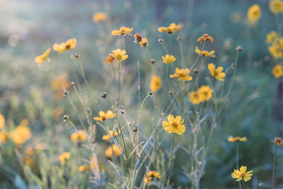 Close-up of yellow flowers blooming outdoors