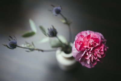 Close-up of pink flower in vase on table