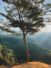 Scenic view of tree mountains against sky