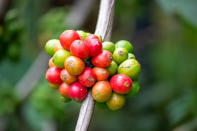 Close-up of cherries growing on tree