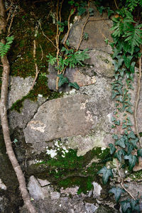 High angle view of plants