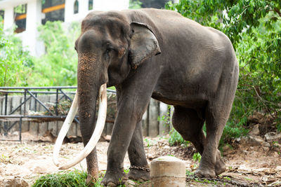 Elephant standing in a field