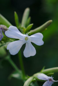 Close-up of white flower