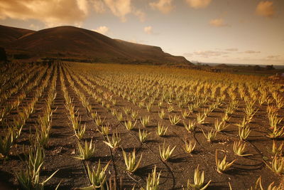 Aloe vera plants growing on farm at sunset