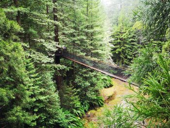 High angle view of trees in forest