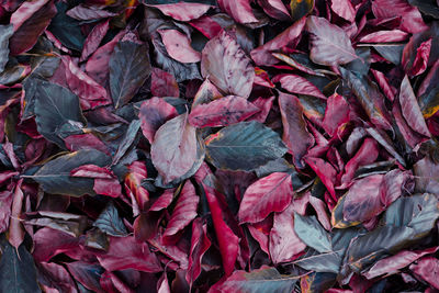 Full frame shot of plants