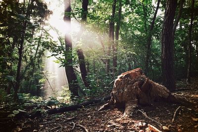Sun shining through trees in forest