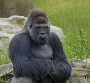 Monkey sitting on a field