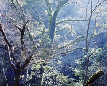 High angle view of trees in forest