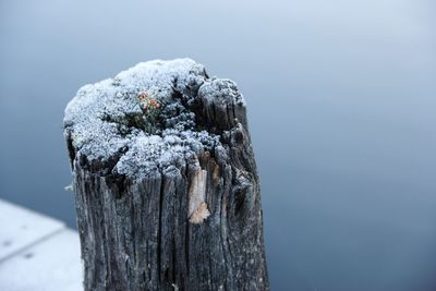 Close-up of tree stump during winter