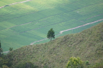 High angle view of agricultural field