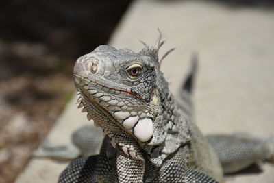 Close-up of a lizard