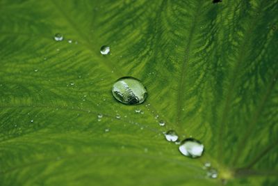 Full frame shot of wet leaf