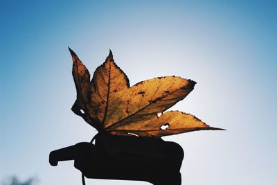 Low angle view of maple leaf against clear sky