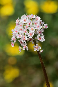 Close-up of white flowering plant