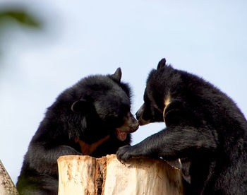 View of two bears