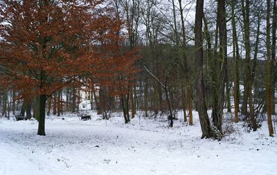 Trees in forest