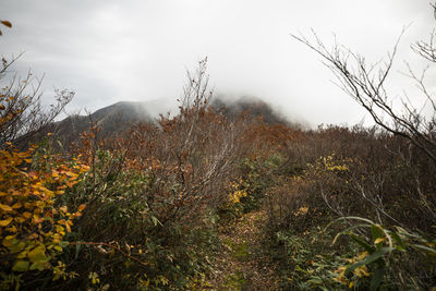 Plants growing on land against sky