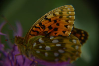 Close-up of butterfly pollinating on flower