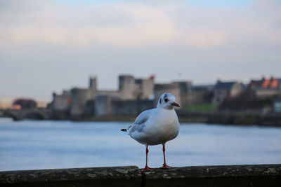 Seagull perching on a sea